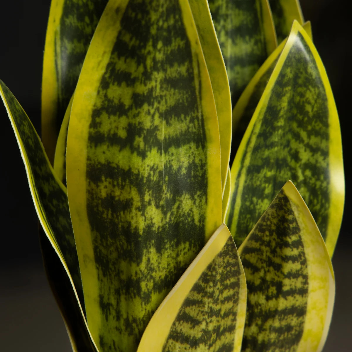 Sansevieria Succulent Plant