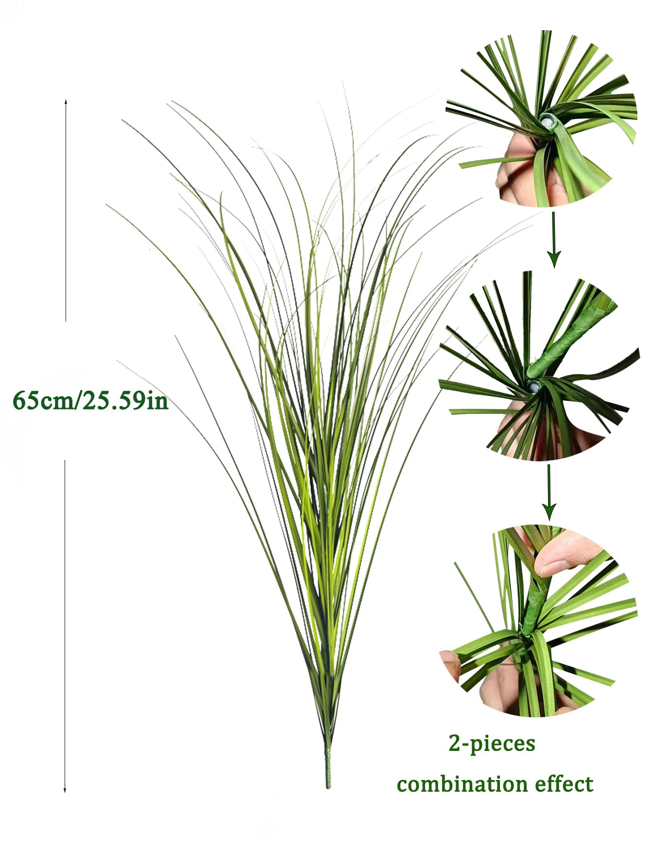 Tropical Grass Plant