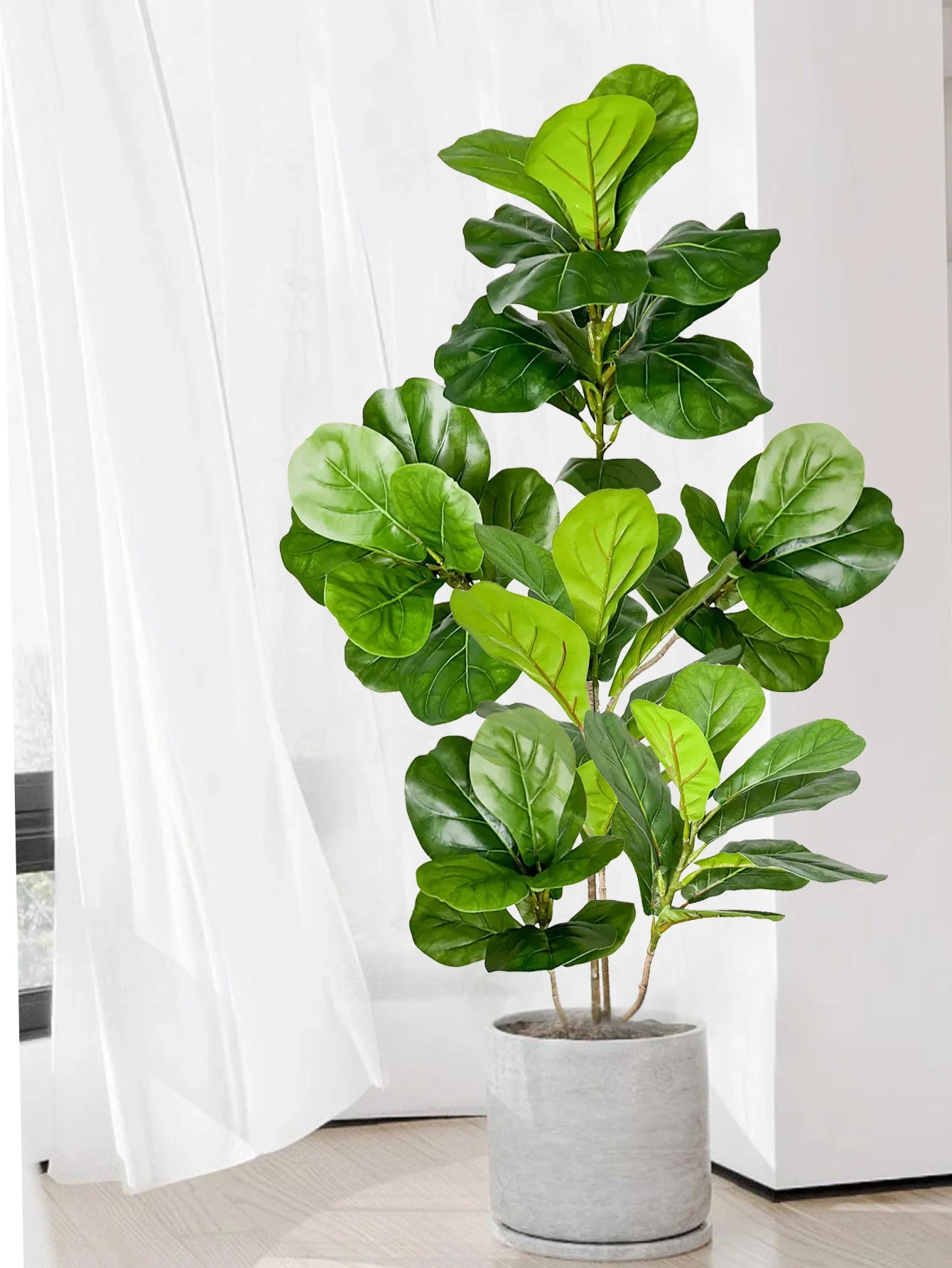 Decorative Ficus Tree