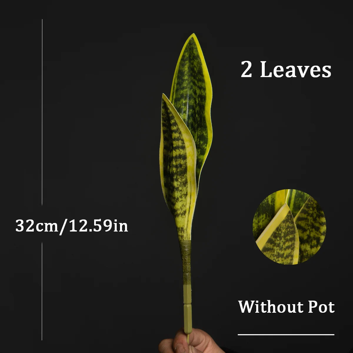 Sansevieria Succulent Plant