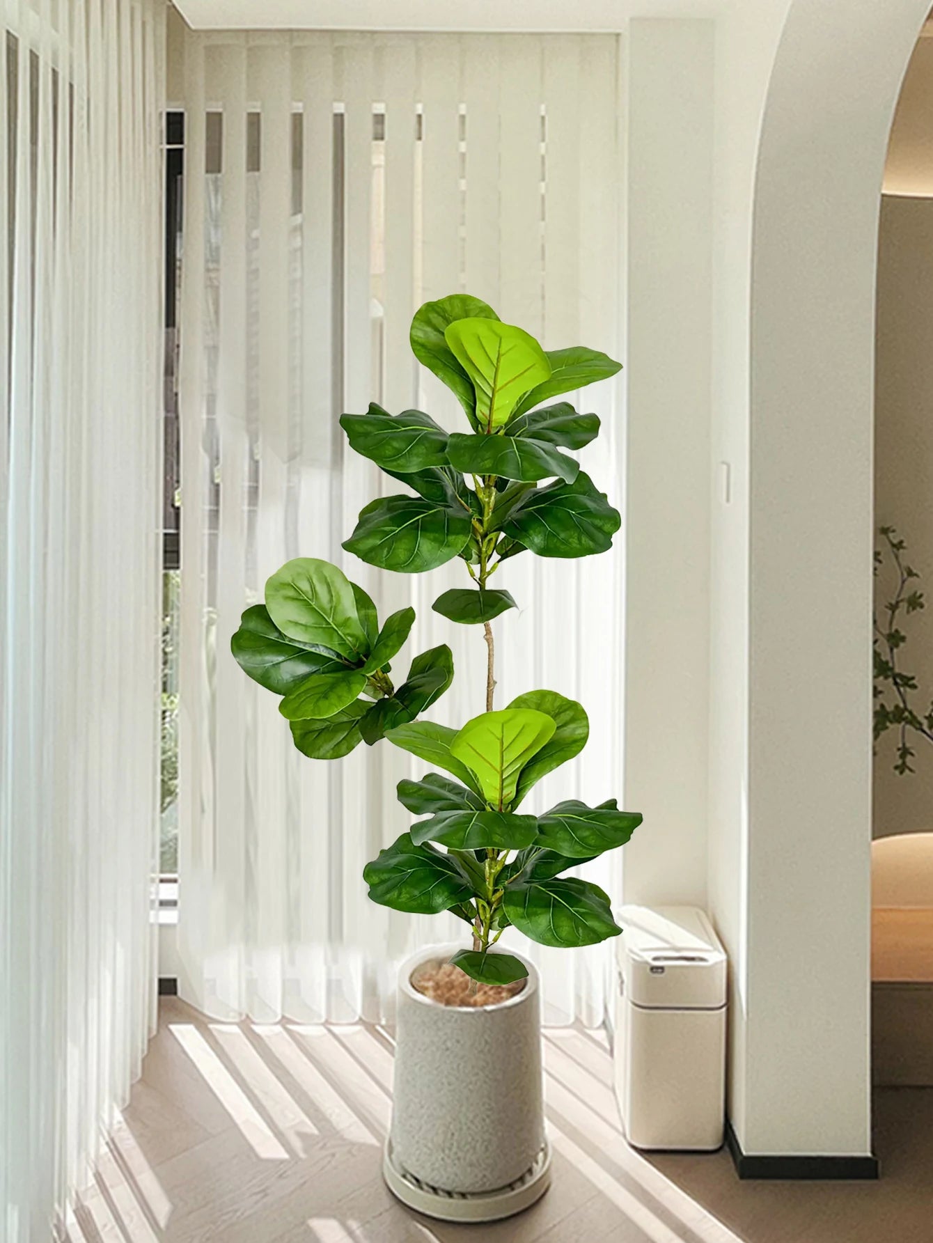 Decorative Ficus Tree
