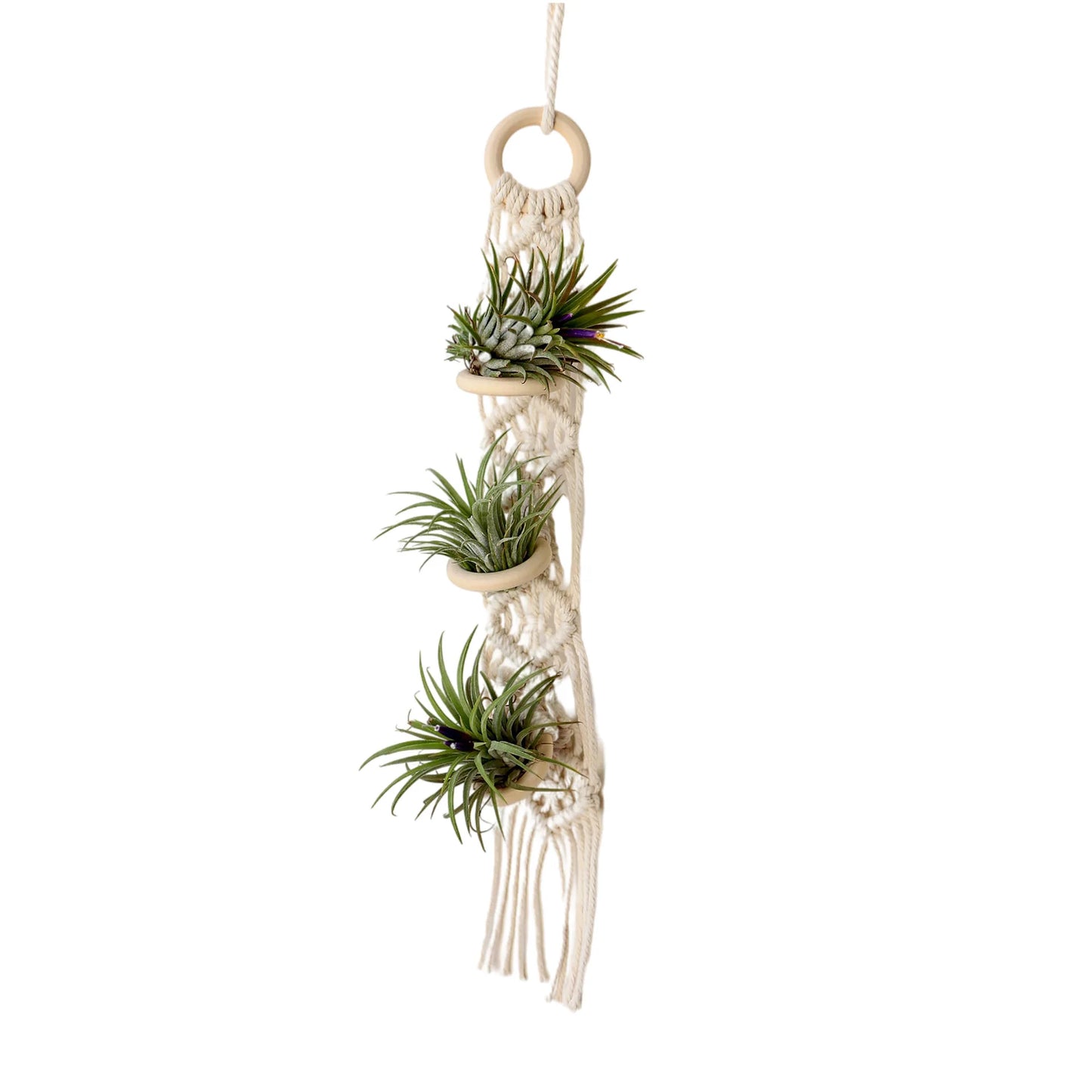 Desert Bloom Hanging Planter