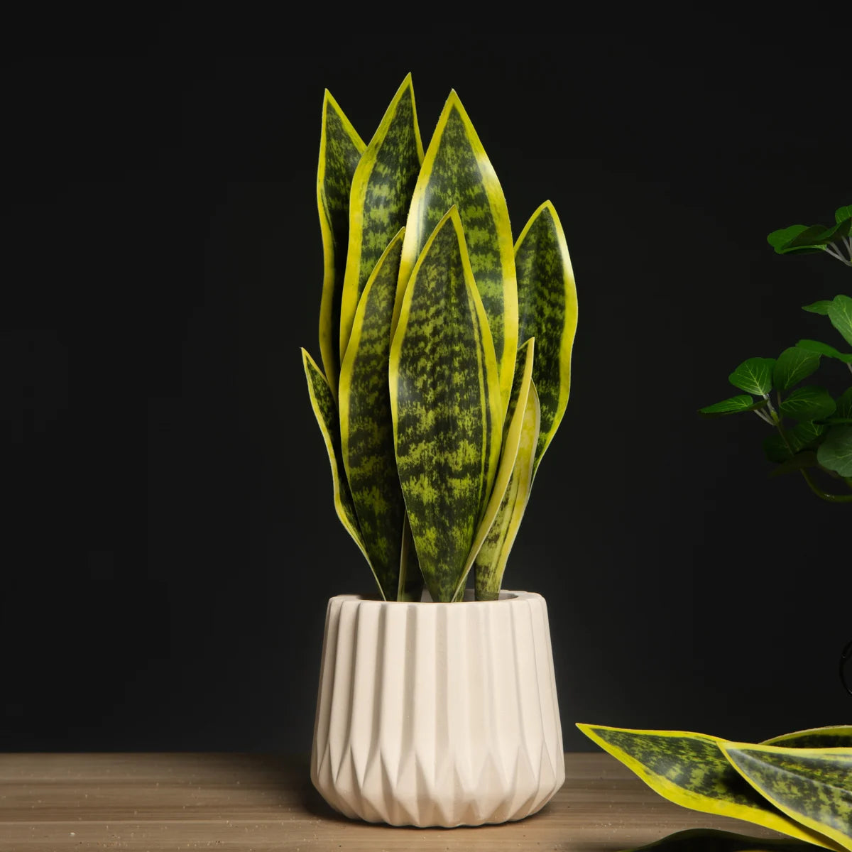 Sansevieria Succulent Plant