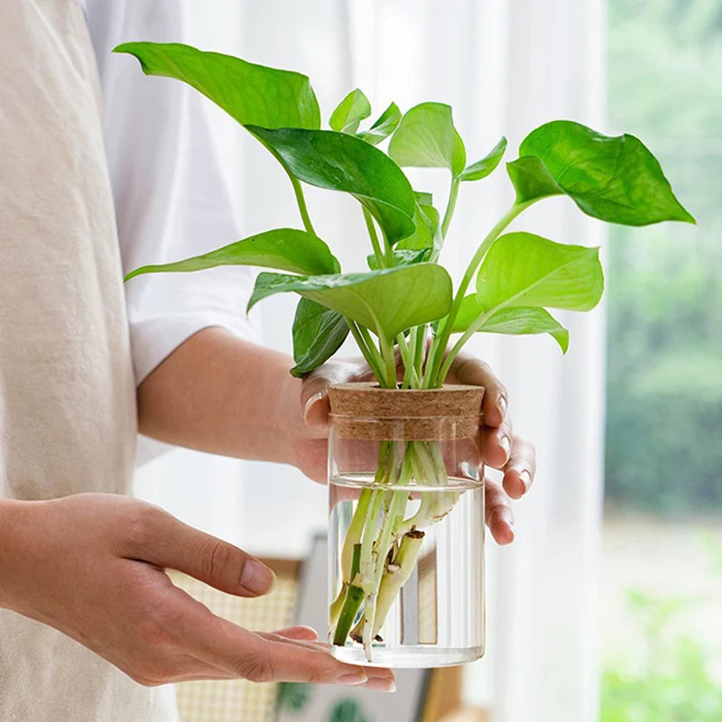Sleek Transparent Plant Vase