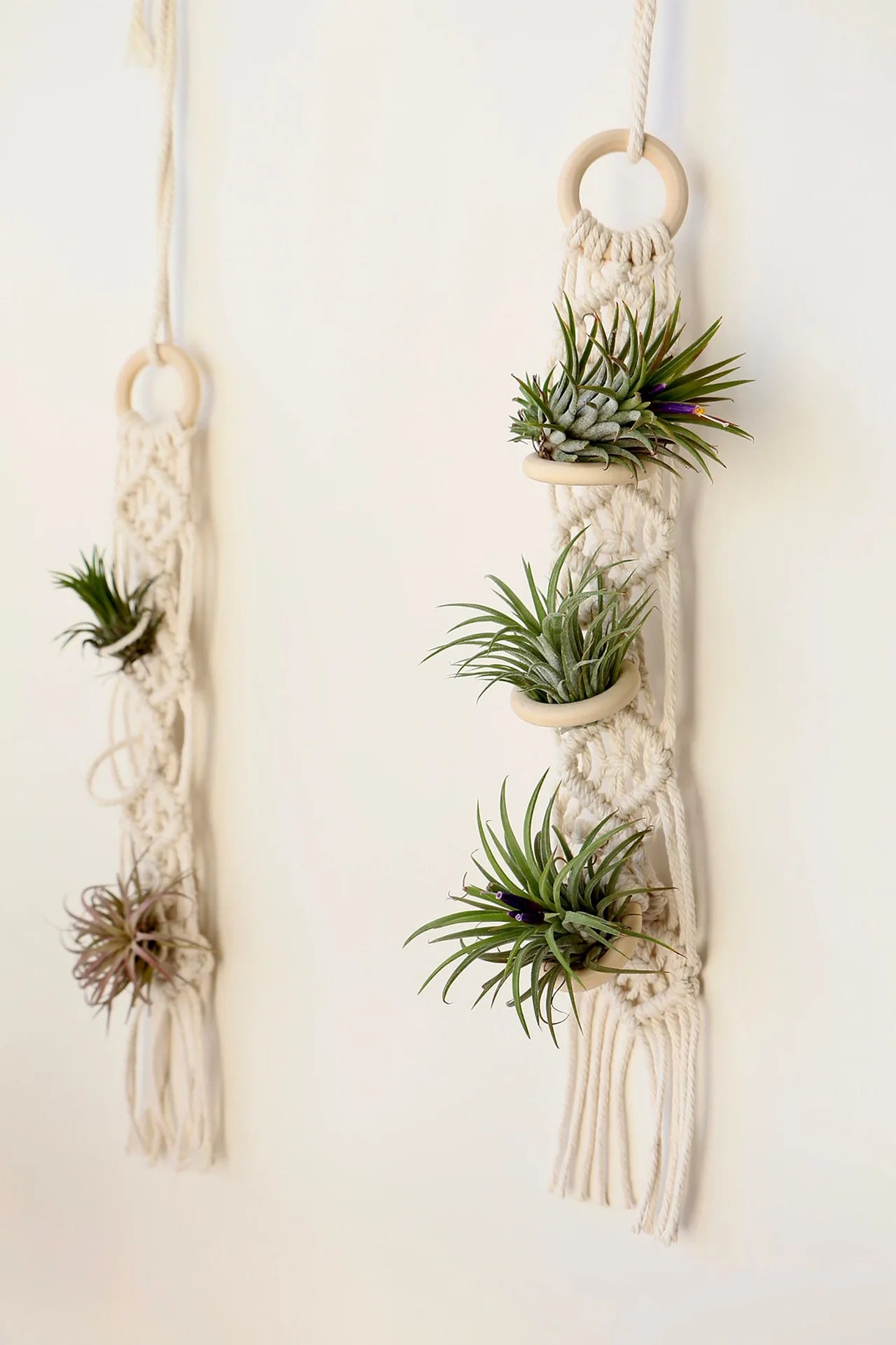 Desert Bloom Hanging Planter
