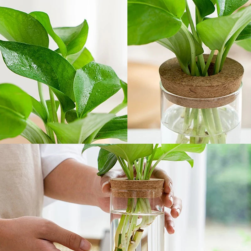 Sleek Transparent Plant Vase