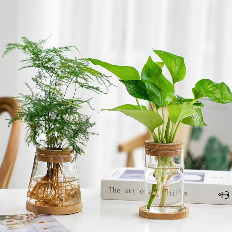 Sleek Transparent Plant Vase