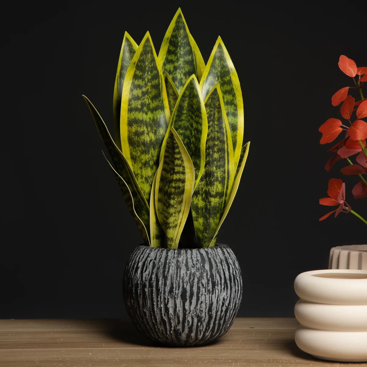Sansevieria Succulent Plant