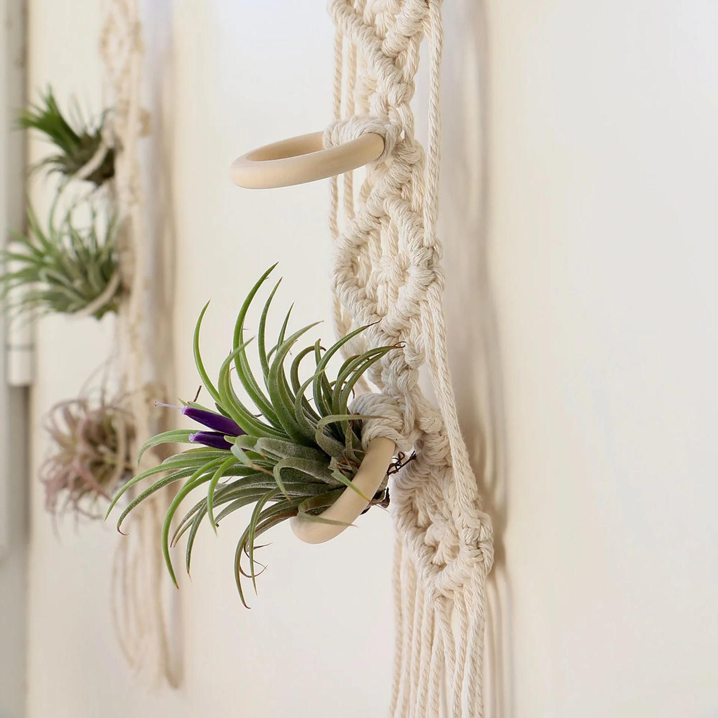 Desert Bloom Hanging Planter