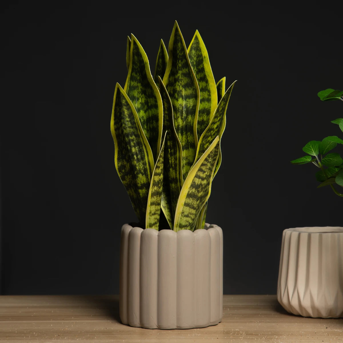Sansevieria Succulent Plant