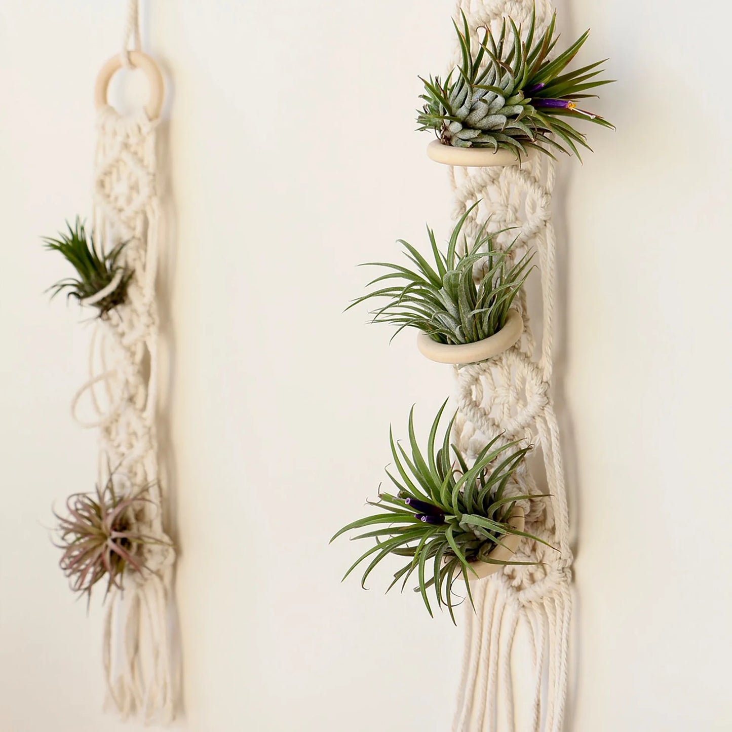 Desert Bloom Hanging Planter