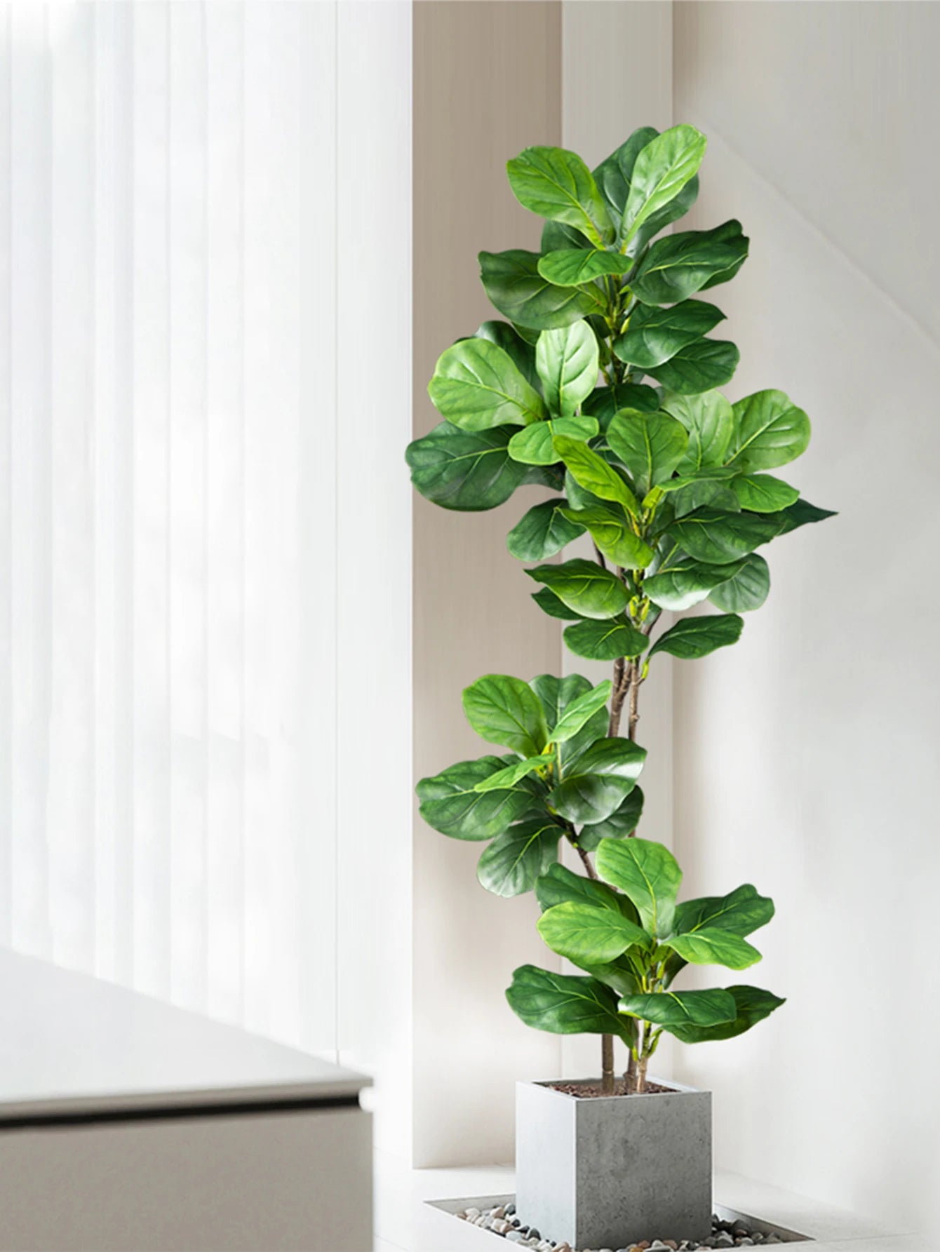 Decorative Ficus Tree