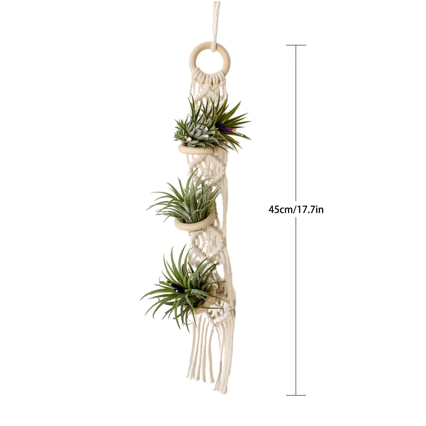 Desert Bloom Hanging Planter