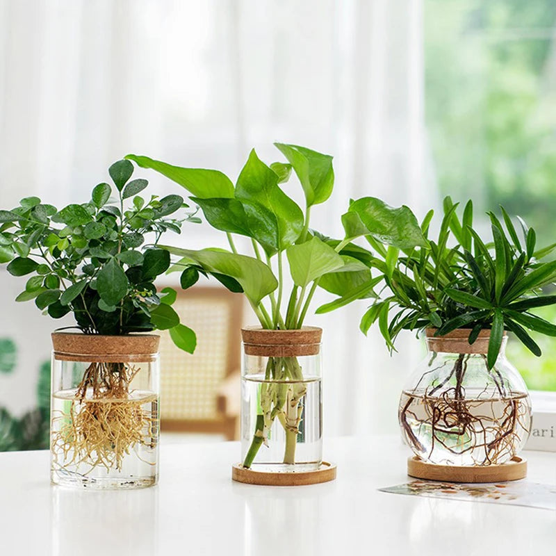 Sleek Transparent Plant Vase