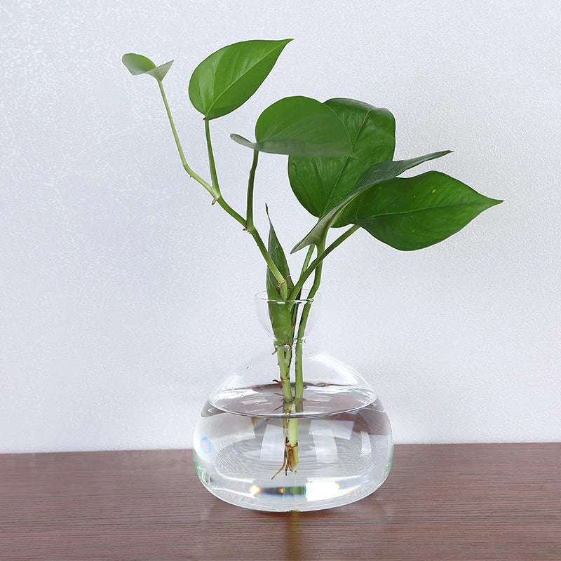 Transparent Glass Seed Vase