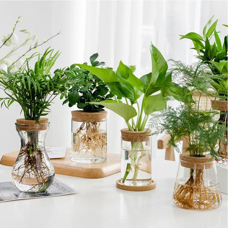 Sleek Transparent Plant Vase