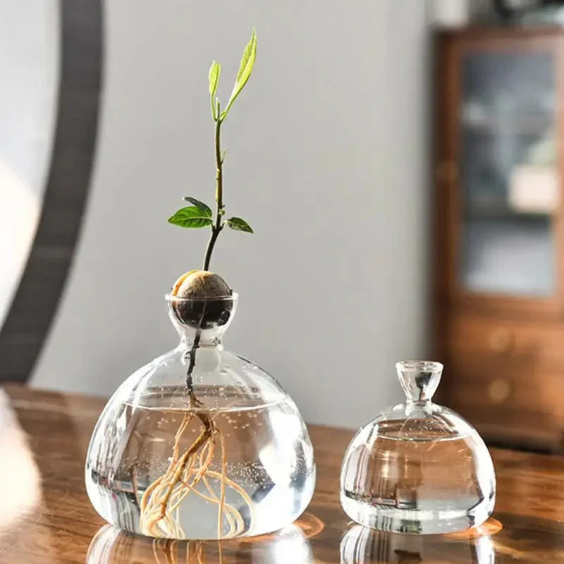 Transparent Glass Seed Vase