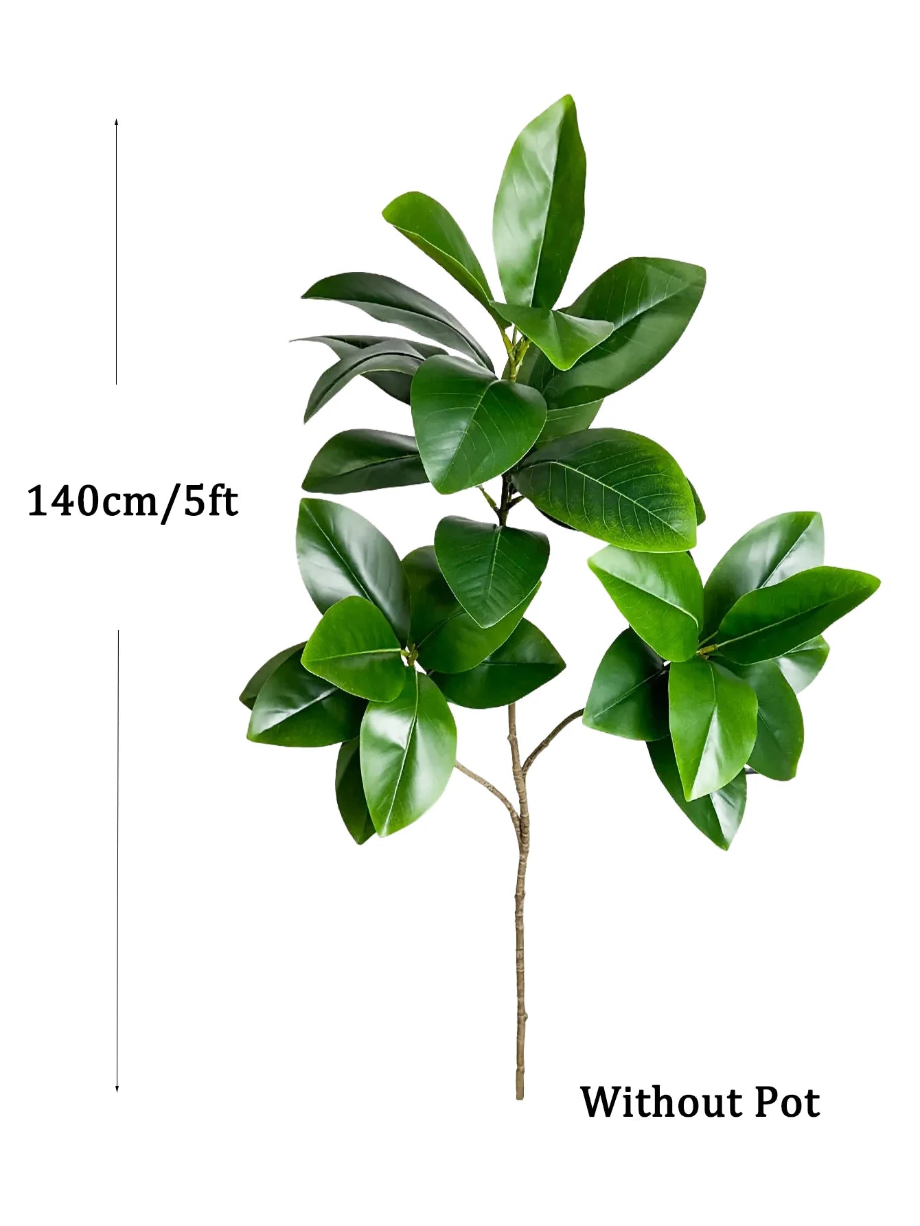 Decorative Ficus Tree