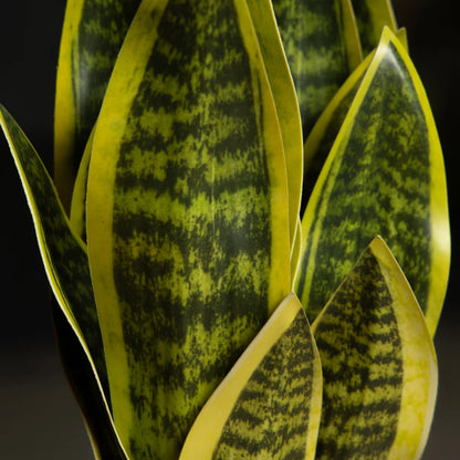 Sansevieria Succulent Plant