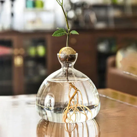 Transparent Glass Seed Vase