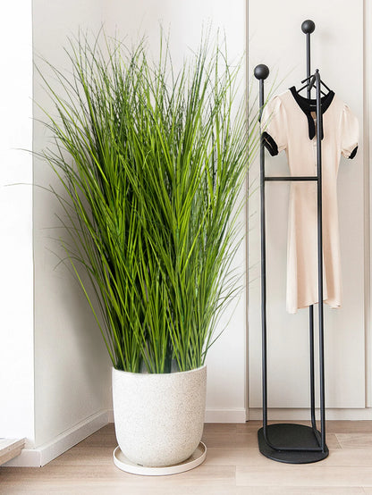 Tropical Grass Plant