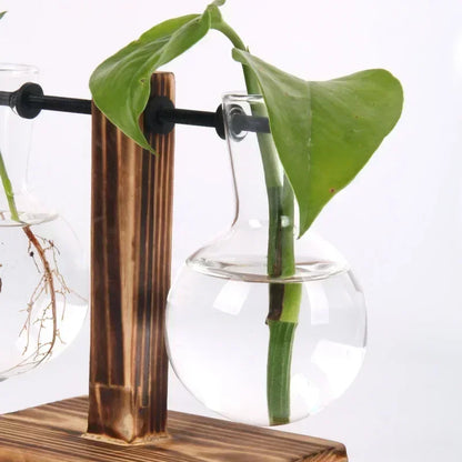 Glass Hydroponic Plant Vase