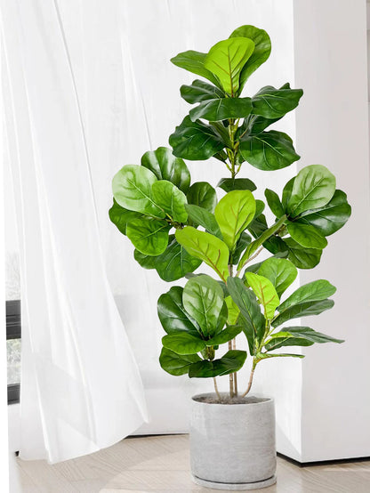 Decorative Ficus Tree