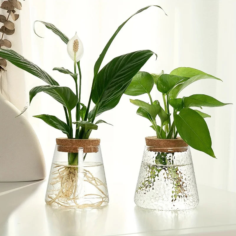 Glass Plant Vase