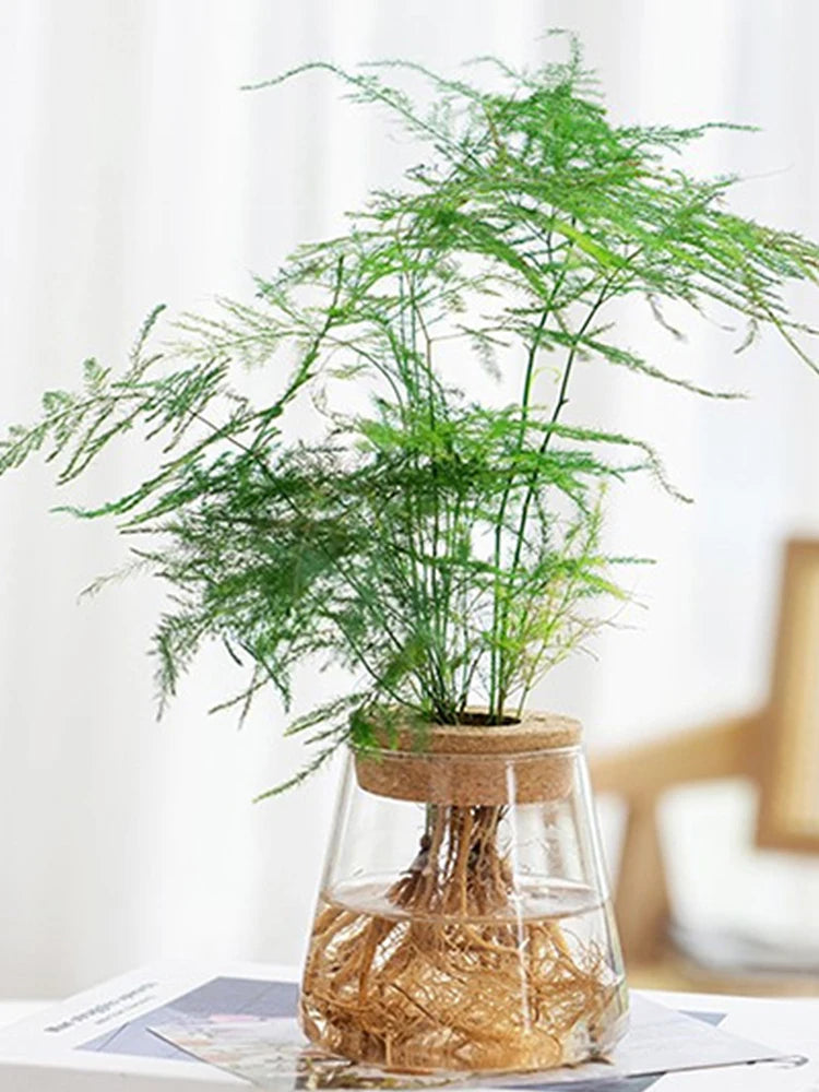 Sleek Transparent Plant Vase