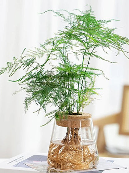 Sleek Transparent Plant Vase