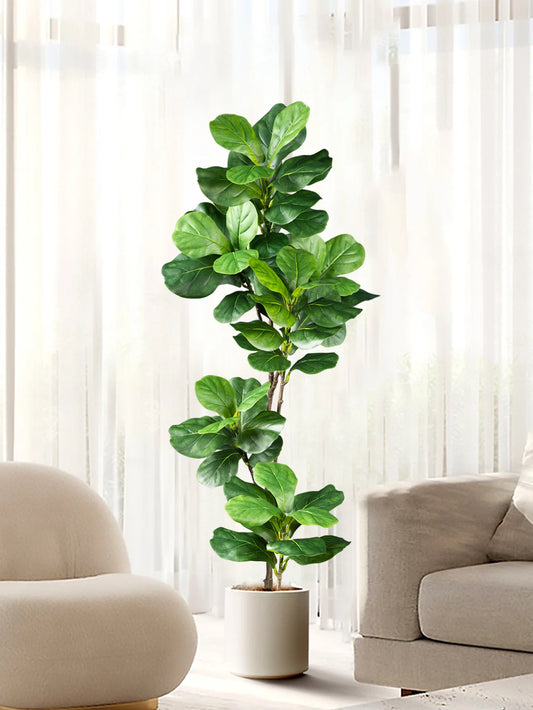Decorative Ficus Tree