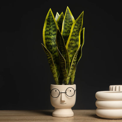 Sansevieria Succulent Plant