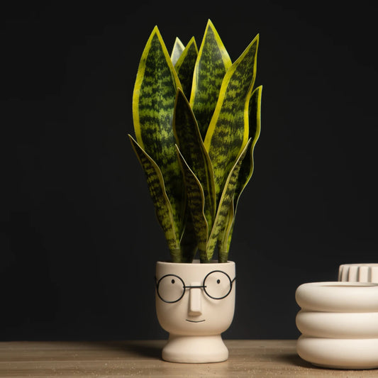 Sansevieria Succulent Plant