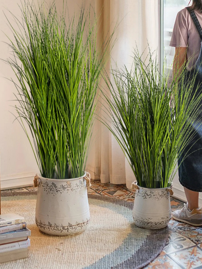 Tropical Grass Plant