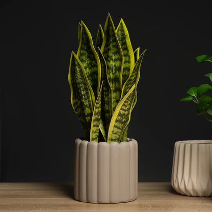 Sansevieria Succulent Plant
