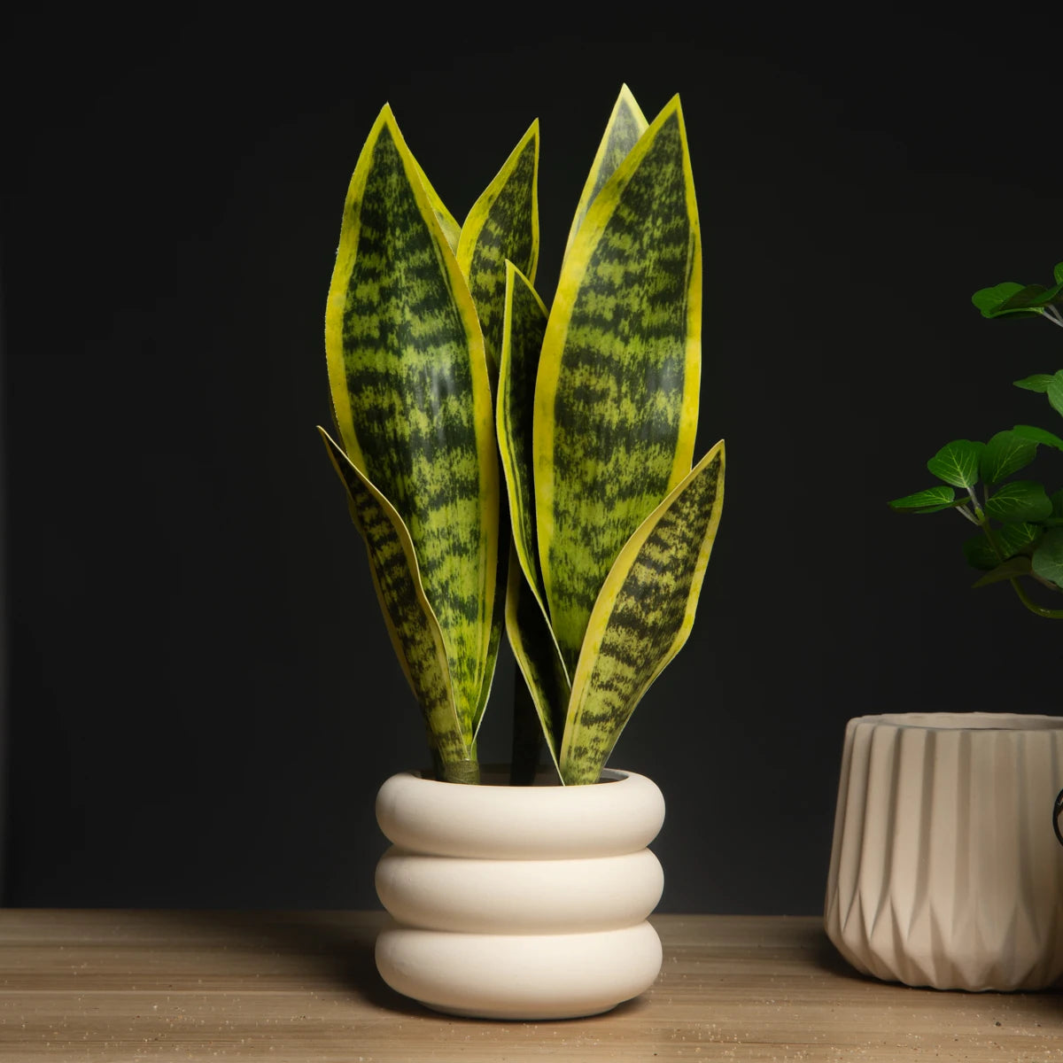 Sansevieria Succulent Plant