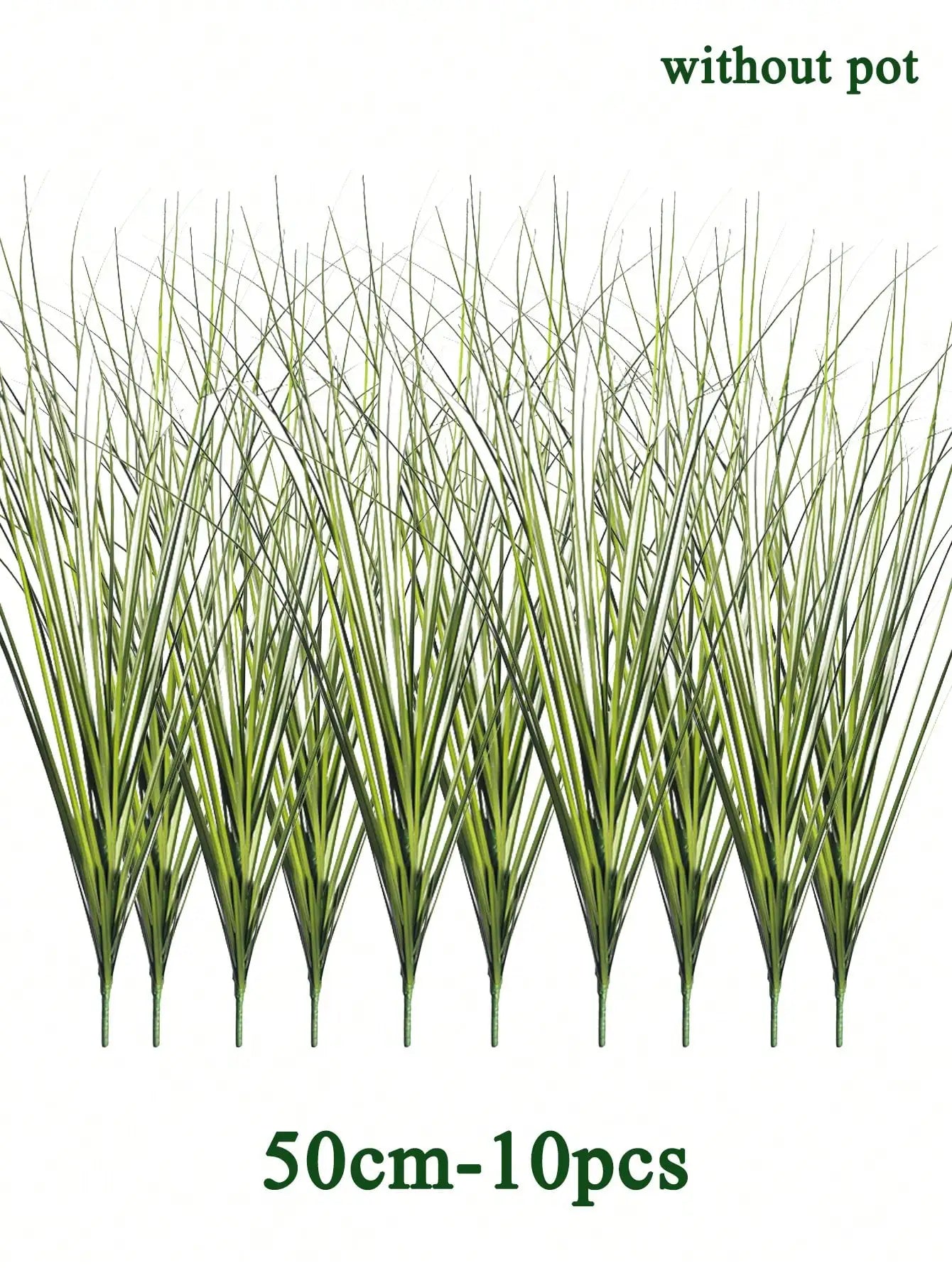Tropical Grass Plant