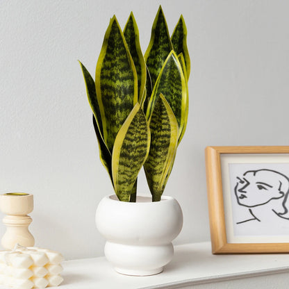 Serene Tiger Leaf Faux Succulent