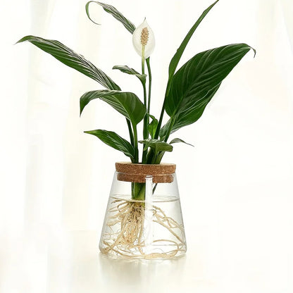 Glass Plant Vase